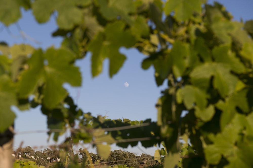 A Serenada Enoturismo Grândola エクステリア 写真